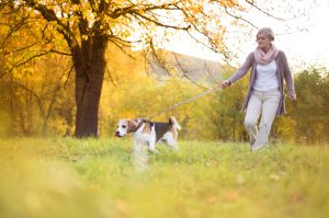 Senior woman walking her beagle dog in countryside