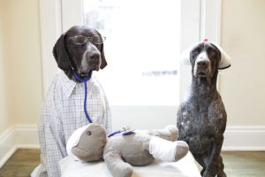 Teddy is unwell again, Branston MD and Twiglet to the rescue.