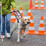 Ledarhund med förare på hinderbana