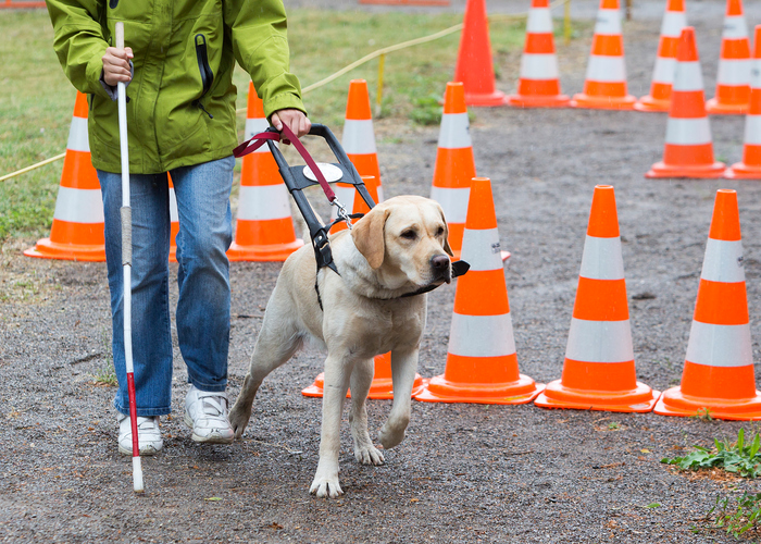 Ledarhund med förare på hinderbana