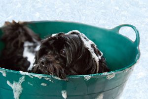 puppy-1022421_960_720