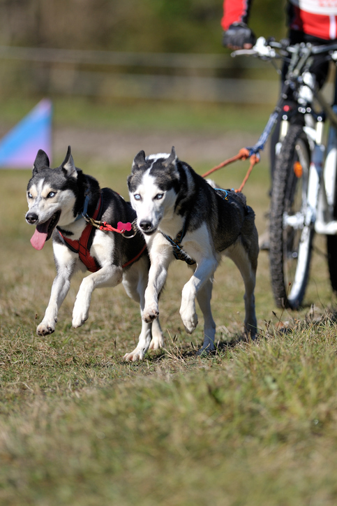 Motionera med din hund